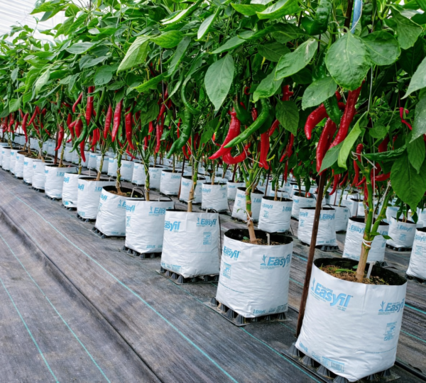 Substrate soil less seed production