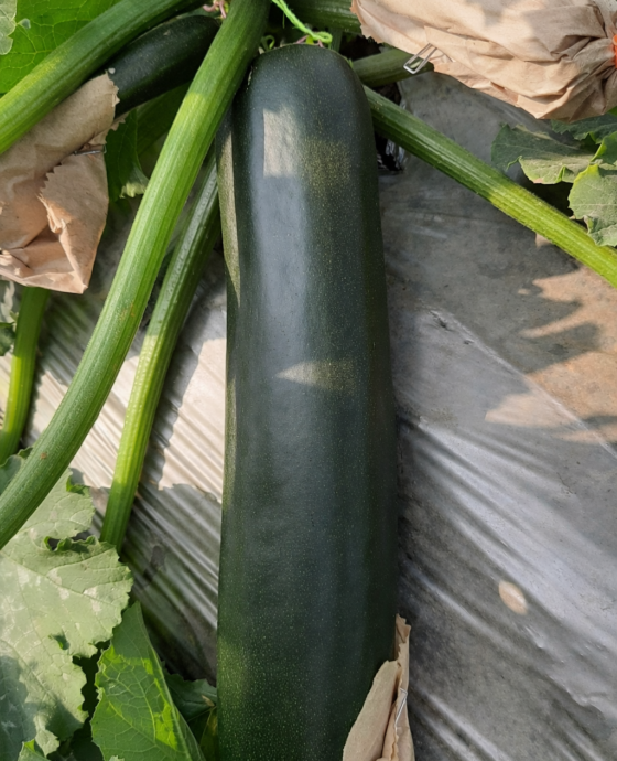 Zucchini