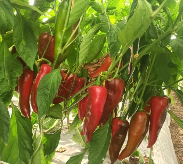 Hot pepper