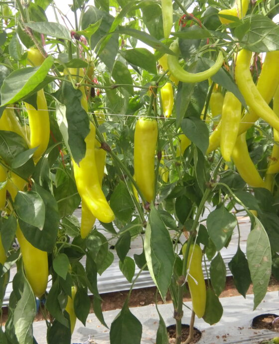 Hot Pepper