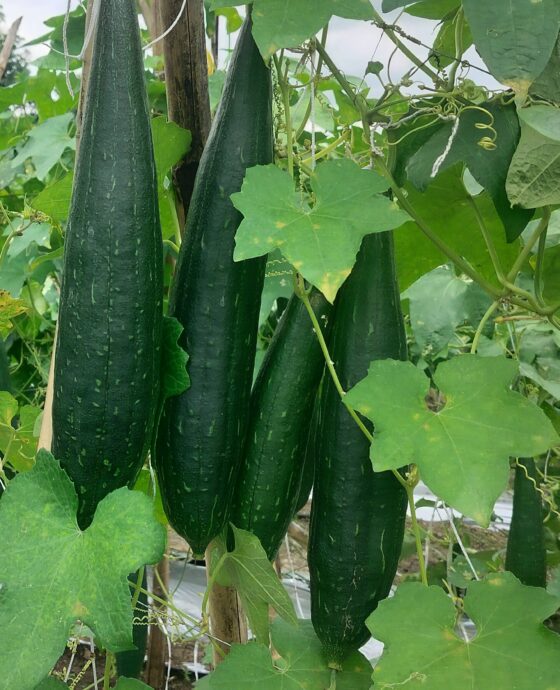 Sponge gourd
