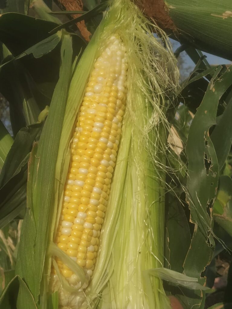 Sweet Corn