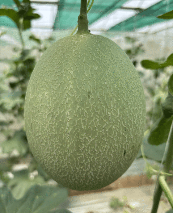 Melon