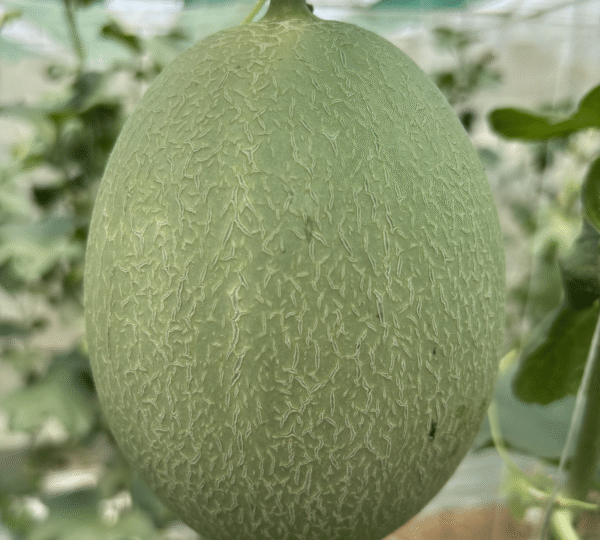 Melon