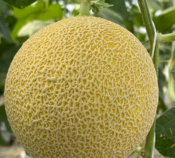 Melon